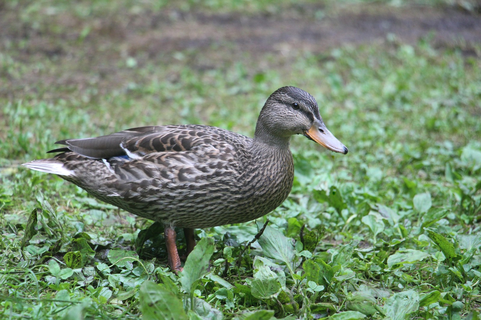 Eda (eine Ente)